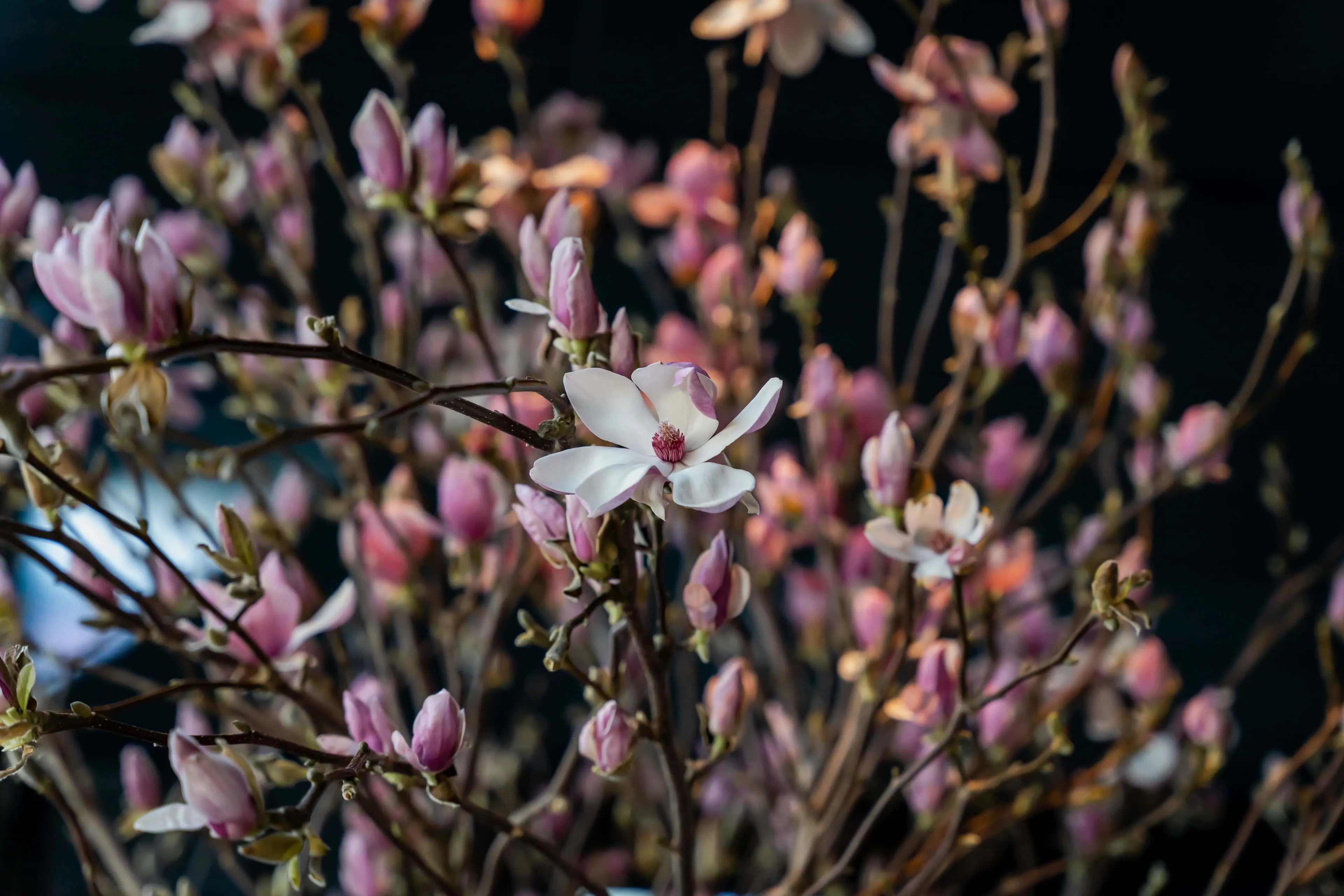 A7R00001 - 2023 - Gees Restaurant & Bar - Oxford - High Res - Valentine's Day Magnolias - Web Hero